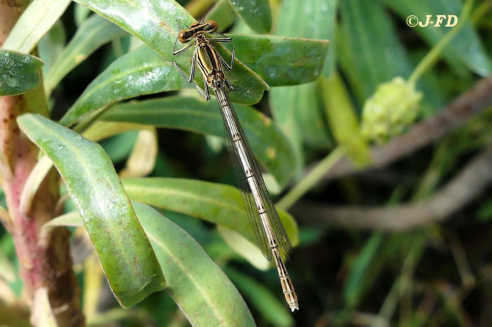 Platycnemis pennipes in Puglia